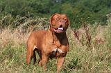 DOGUE DE BORDEAUX 467